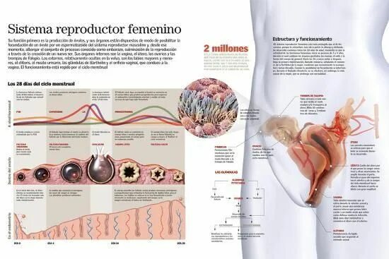 Половая система женщины фото Infografía Del Sistema Reproductor Femenino Y Del Ciclo Menstrual' Posters AllPo