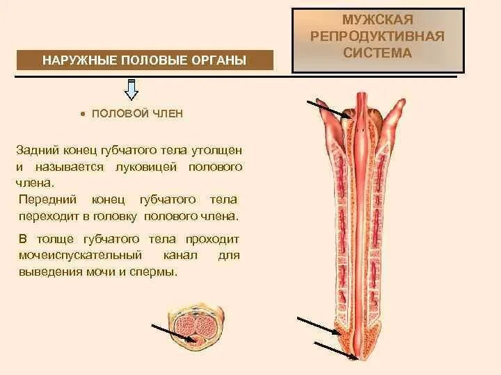 Половой орган фото строение Строение полового члена картинка