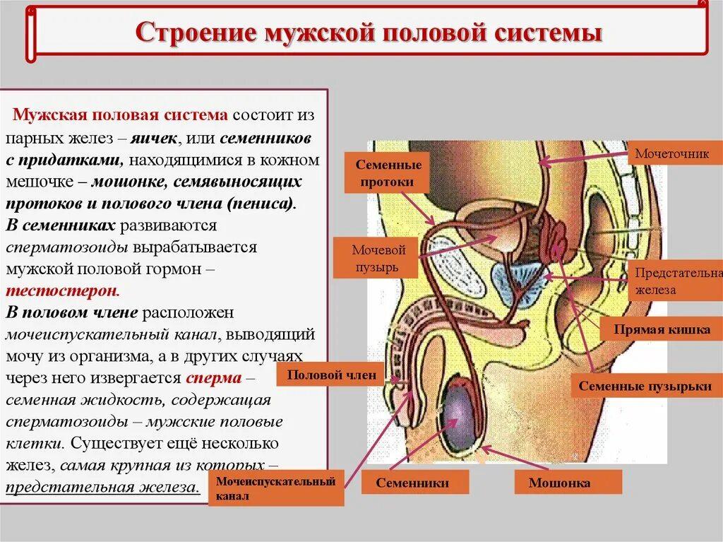 Половой орган фото строение Строение мужских органов человека