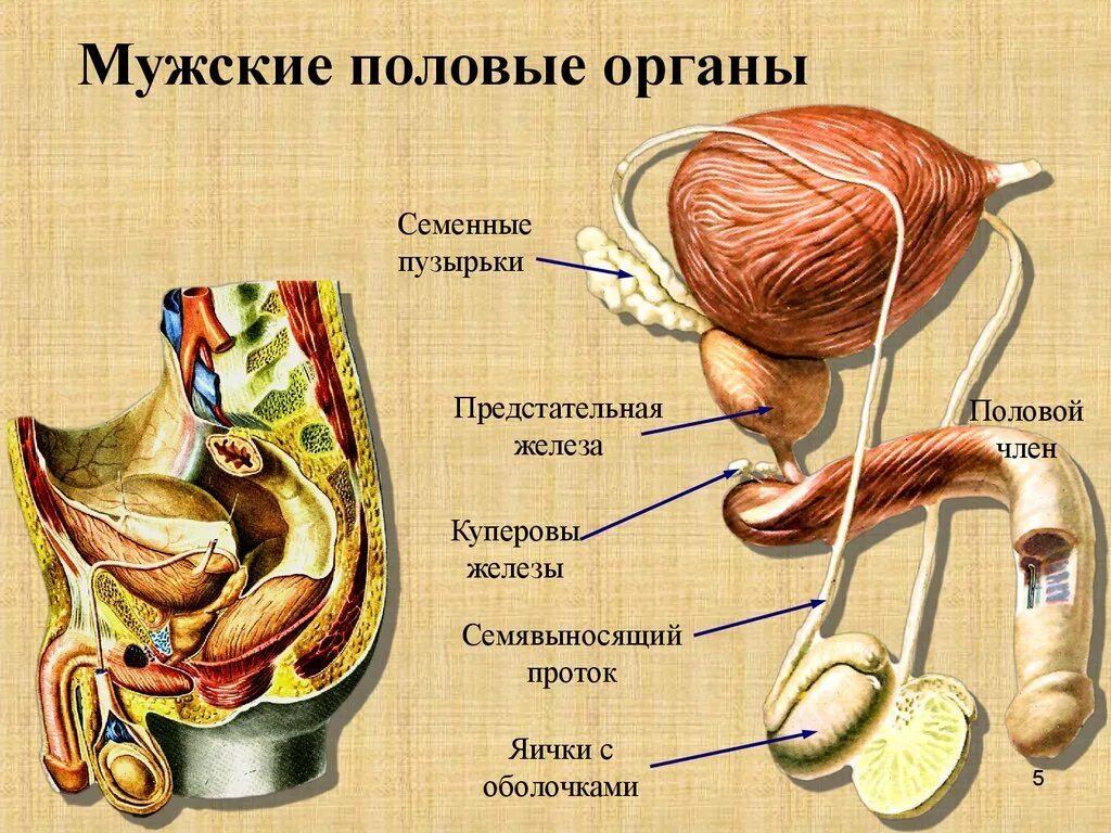 Половой орган фото строение Схема разреза полового члена