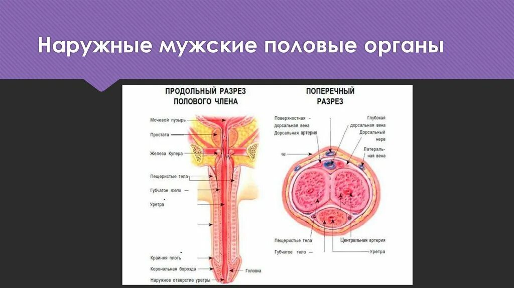 Половой орган фото строение Схема разреза полового члена