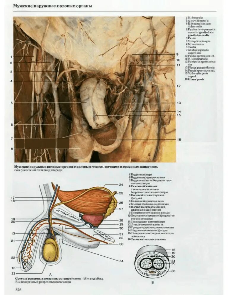 Половой орган фото строение Мужские наружные половые органы