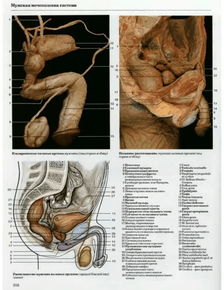 Половой орган фото строение Мужская мочеполовая система