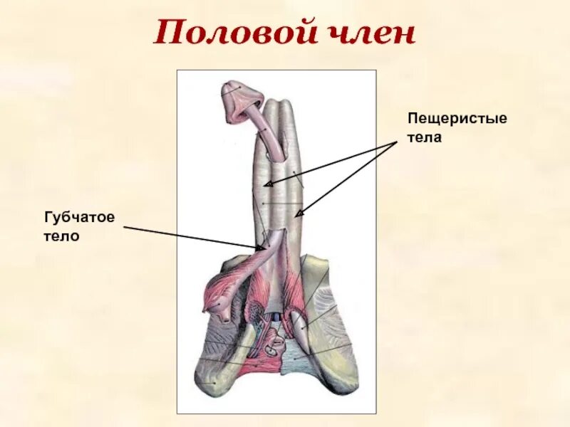 Половой орган фото строение Бесполое и половое размножение. Мужская и женская половые системы