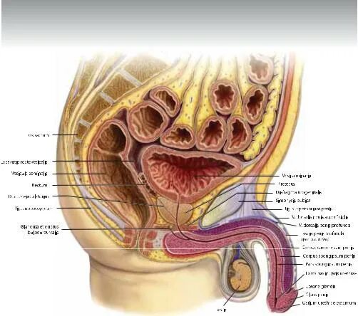 Половой орган фото строение Практическая андрология - Стр 2