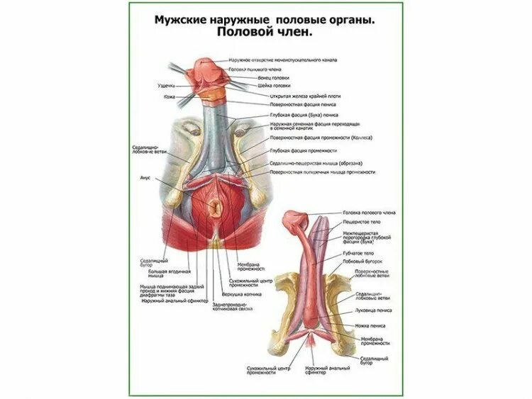 Половой орган фото строение Строение полового члена слой плакат глянцевый А1/А2 " Купить оптом и в розницу "