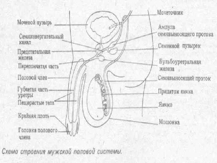 Половой орган фото строение Схема полового члена