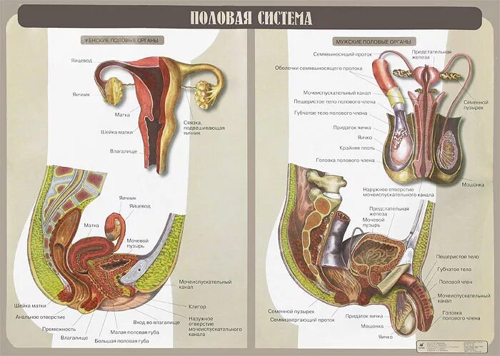 Половой орган фото строение Половая система. Плакат - купить с доставкой по выгодным ценам в интернет-магази