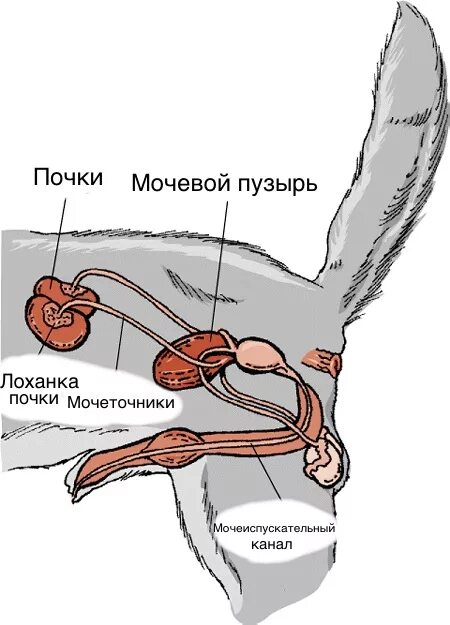 Половой орган кота фото Как лечить воспалительные заболевания почек у кошек и собак Ранняя диагностика х