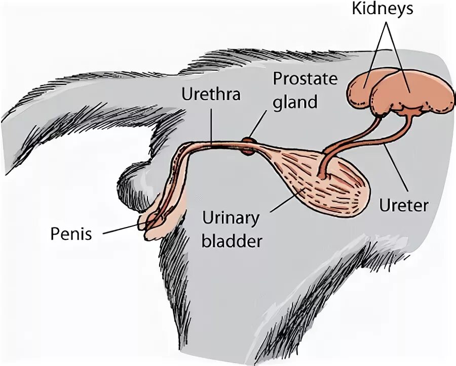 Половой орган кота фото The Urinary System of Cats - The Urinary System of Cats - Merck Veterinary Manua