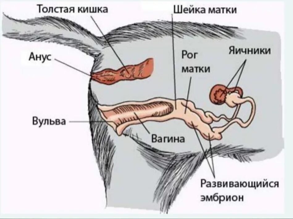 Половой орган кота фото 4. Кошка