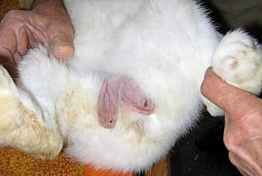 Половой орган кота фото Hanging testicles with lesions in a male intact New-Zealand rabbit.... Download 