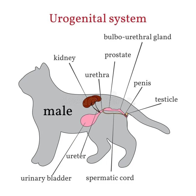 Половой орган кота фото Urogenital System of the Male Cat Stock Vector - Illustration of prostate, bladd