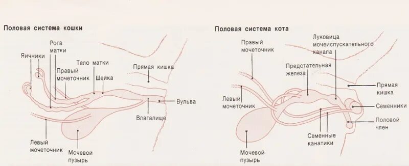 Половой орган кота фото Случка котов: когда, на какой день течки можно сводить (вязать) кошку с котом в 