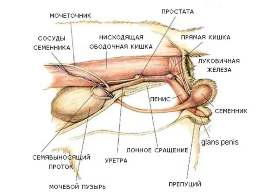 Половой орган кота фото Простата кобеля: анатомия, физиология и диагностика заболеваний - Ветеринарная к