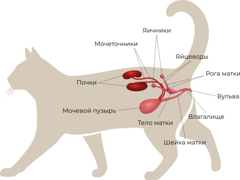 Половой орган кота фото Размножение кошек. Репродуктивная система. Половая зрелость. Течка Капитан Рыжеб