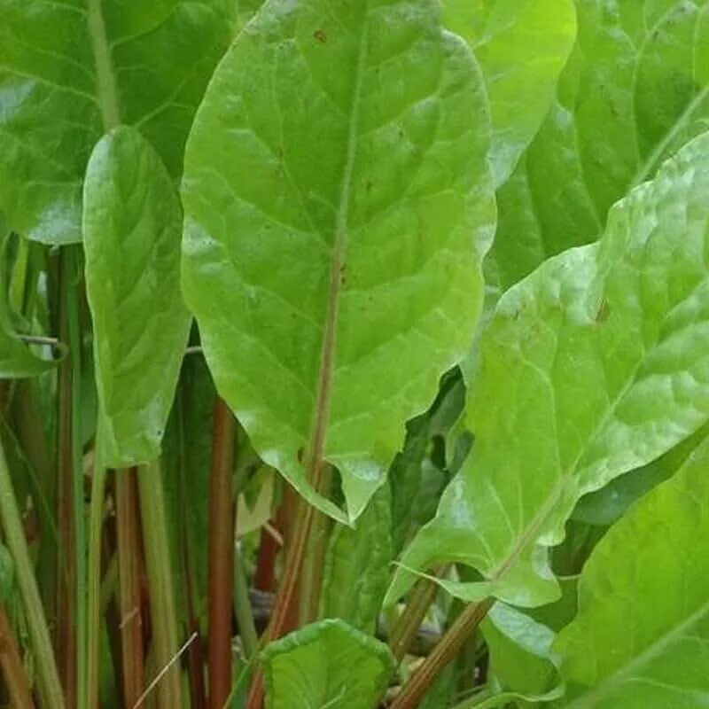 Половой орган щавель персик ракушка фото Amazon.com: Red Sorrel Seeds