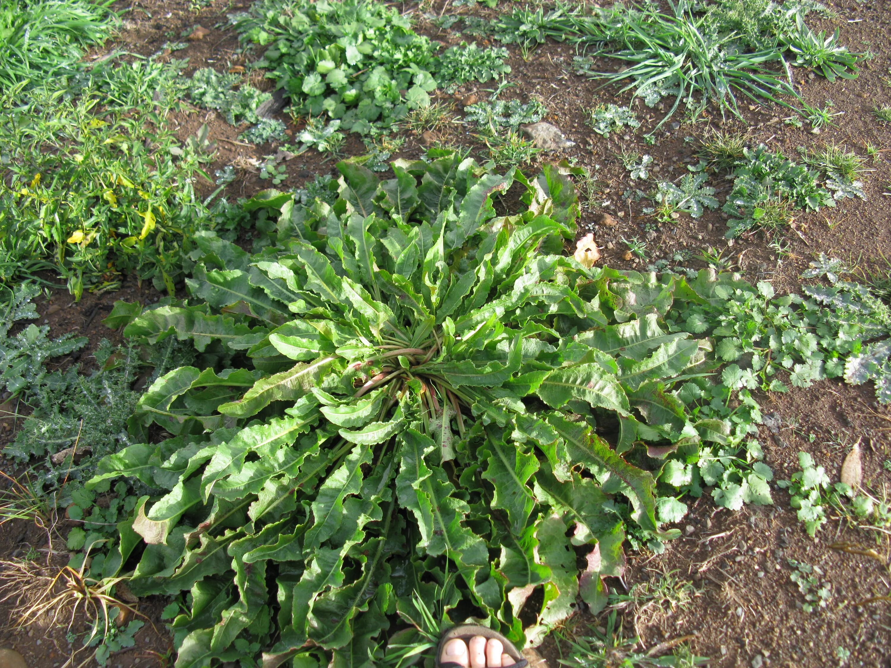 Половой орган щавель персик ракушка фото File:Rumex crispus leaf5 (14901253847).jpg - Wikimedia Commons