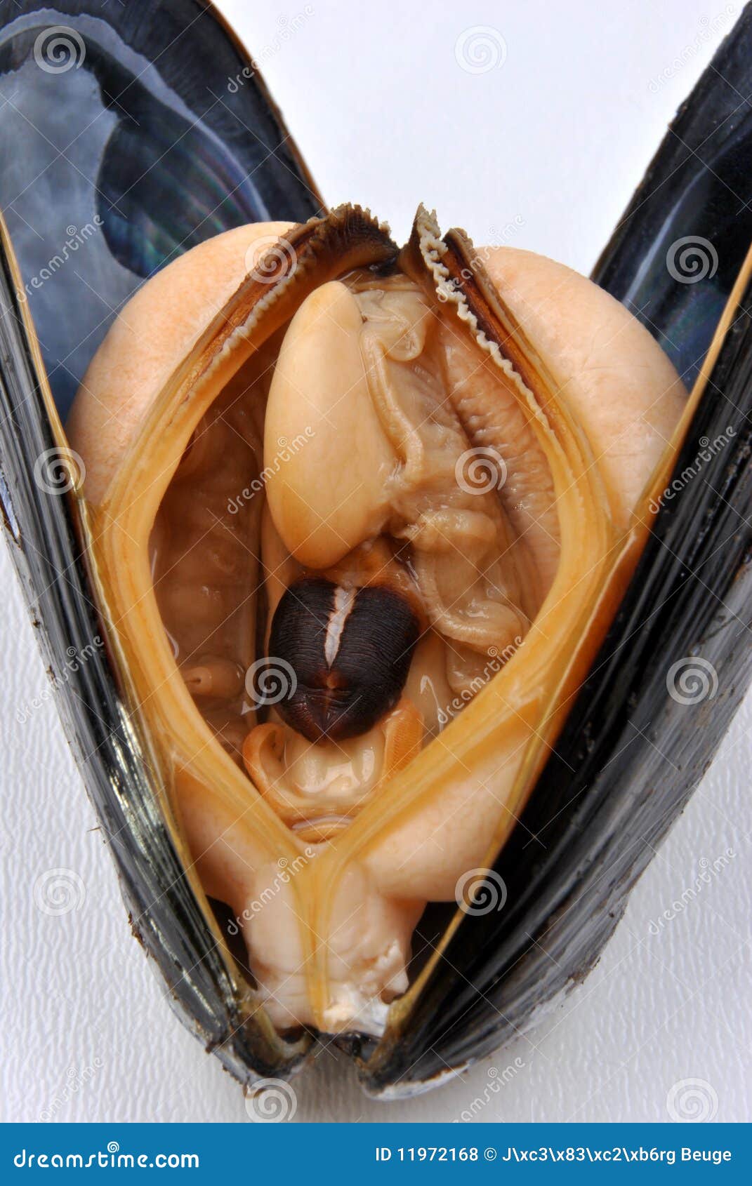 Половой орган щавель персик ракушка фото Opened Organic Mussel Ready To Eat Stock Photo - Image of food, dieting: 1197216