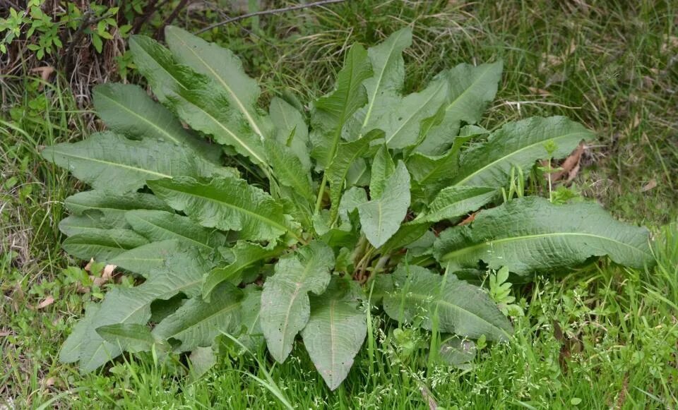 Половой орган щавель персик ракушка фото Plants and flowers you didn’t know you could eat