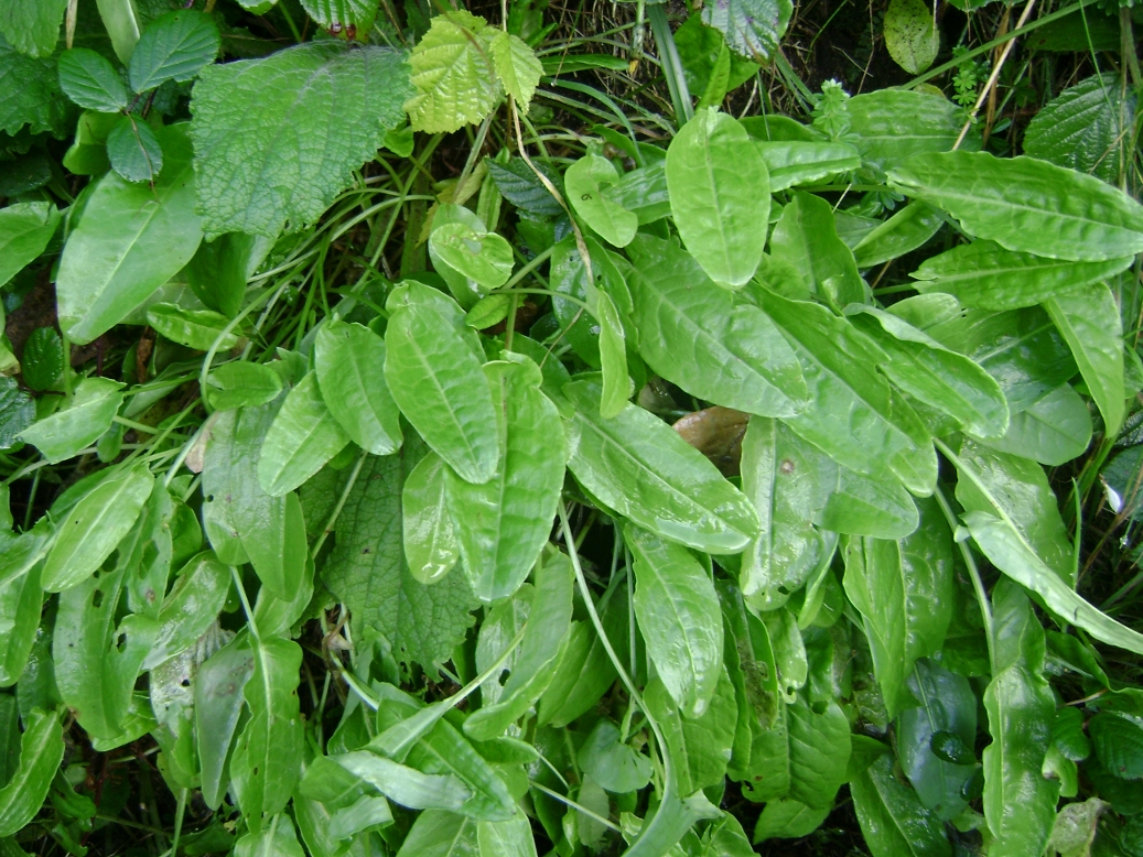 Половые губы щавель фото Форма женских половых губ щавель