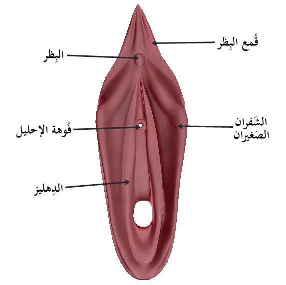 Половые губы щавель фото ملف:Female reproductive system-ar1.png - ويكيبيديا