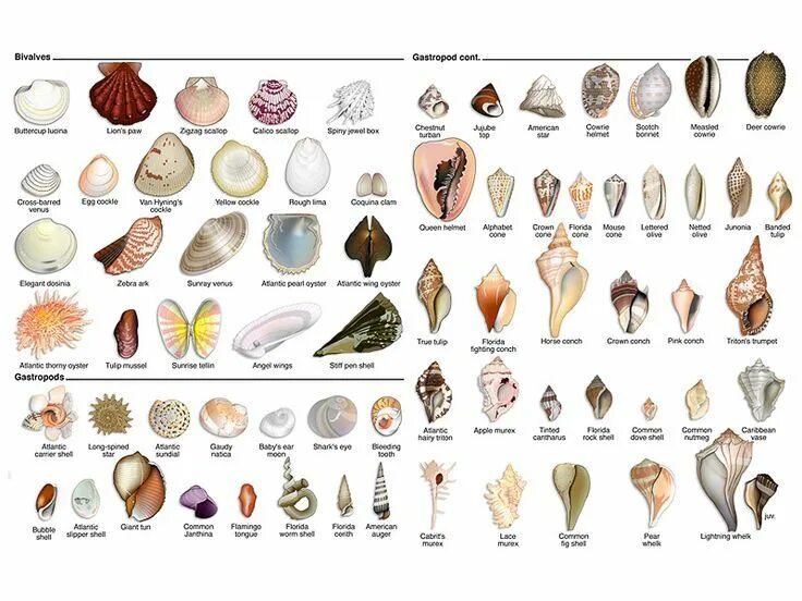 Половые губы щавель и ракушка фото Seashell identification, Sea shells, Shells