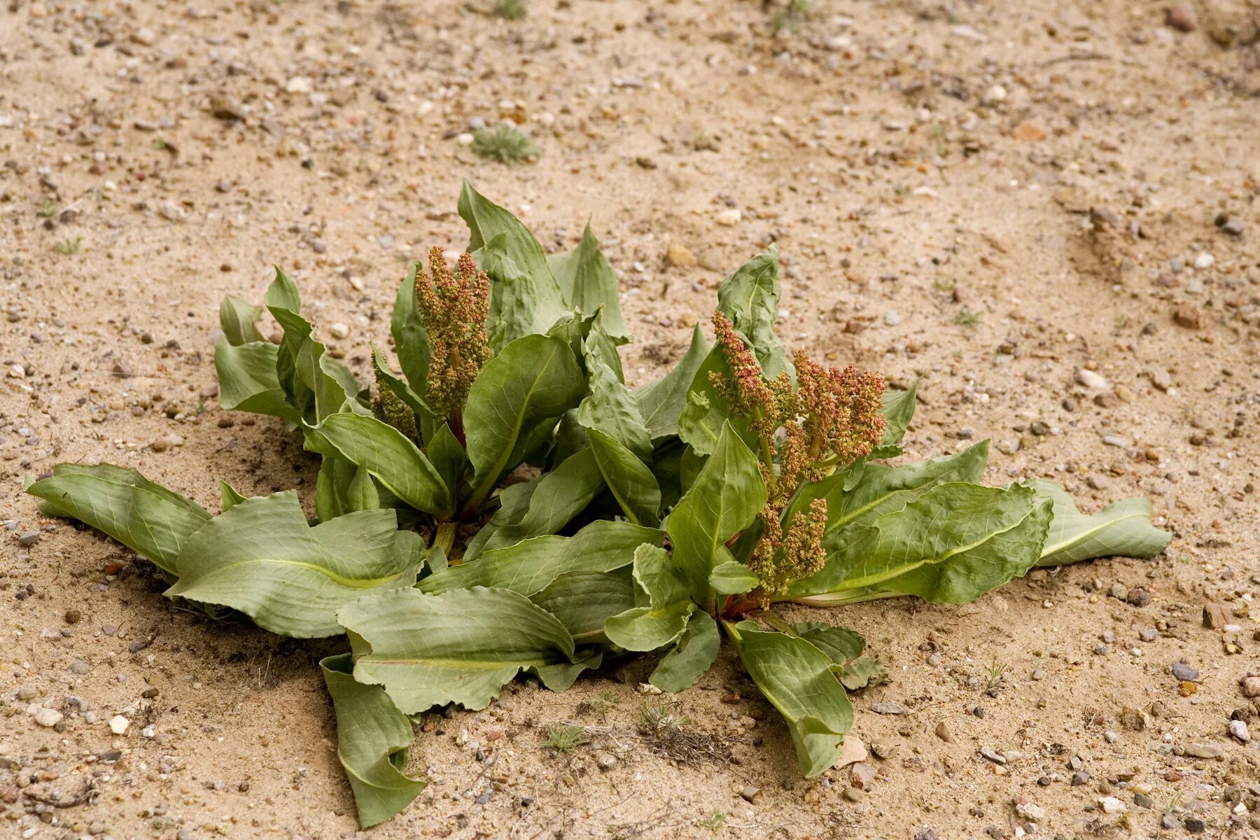 Половые губы щавель и ракушка фото NMSU: Selected Plants of Navajo Rangelands