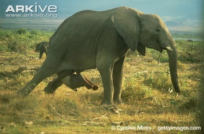 Половые орган животных фото African-elephant-giving-birth African elephant, Elephant, African wildlife