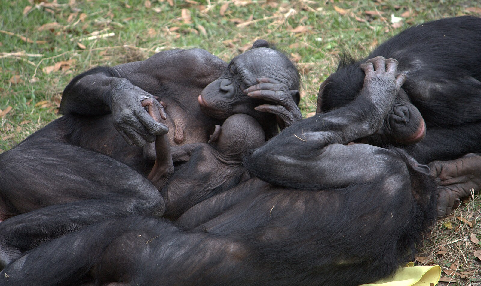 Половые орган животных фото File:Bonobo group hug.jpg - Wikipedia