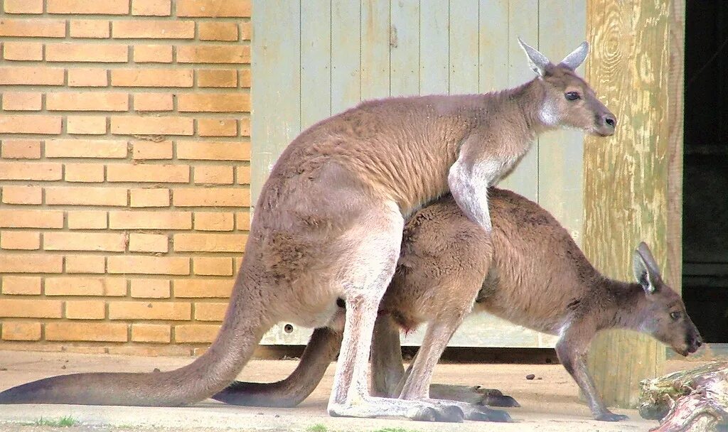 Половые орган животных фото Mating Kangaroo's - London Zoo, Regents Park, London, Engl. Flickr