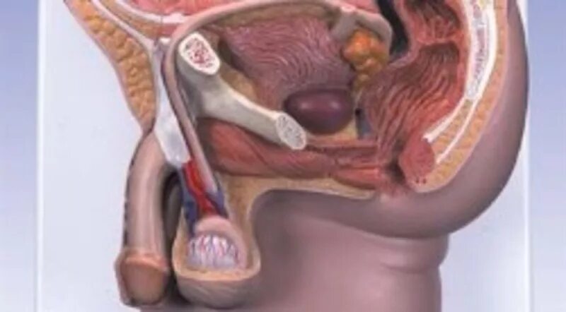 Половые органы фото снаружи Orina espumosa y proteinuria - Unidad Privada de Urologia