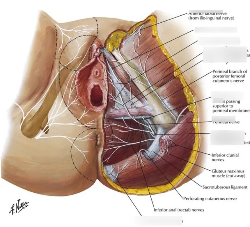 Половые органы фото снаружи nerves of perineum and external genitalia female Diagram Quizlet