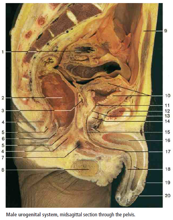 Половые органы фото снаружи Diagram of cadaver 8 Quizlet