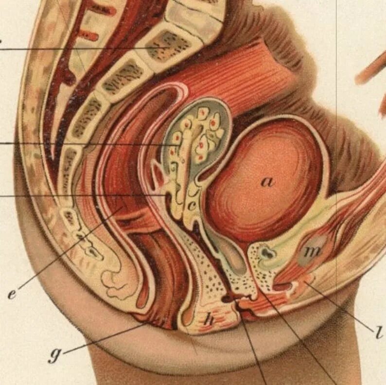 Половые органы фото снаружи Antique female sex organs print. Gynaecological art. Female Etsy