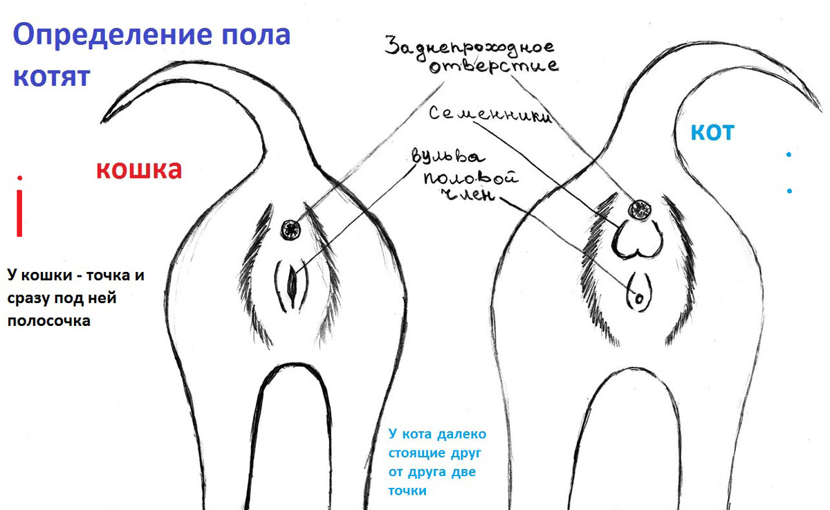 Половые признаки у котят фото Как определить кошка или кот? Всё очень легко! Ильяс Багаутдинов Дзен