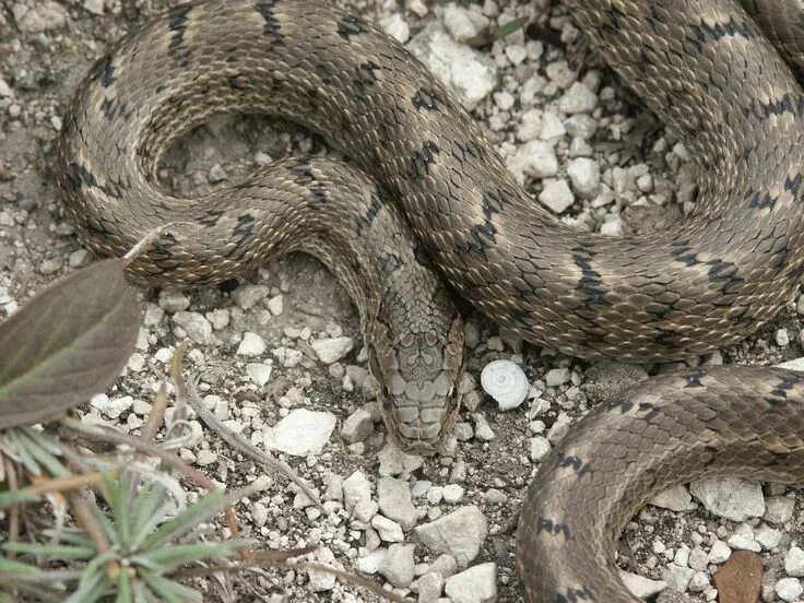 Полоз краснодарский край фото elaphe dione Snake, Reptilia, Lizard