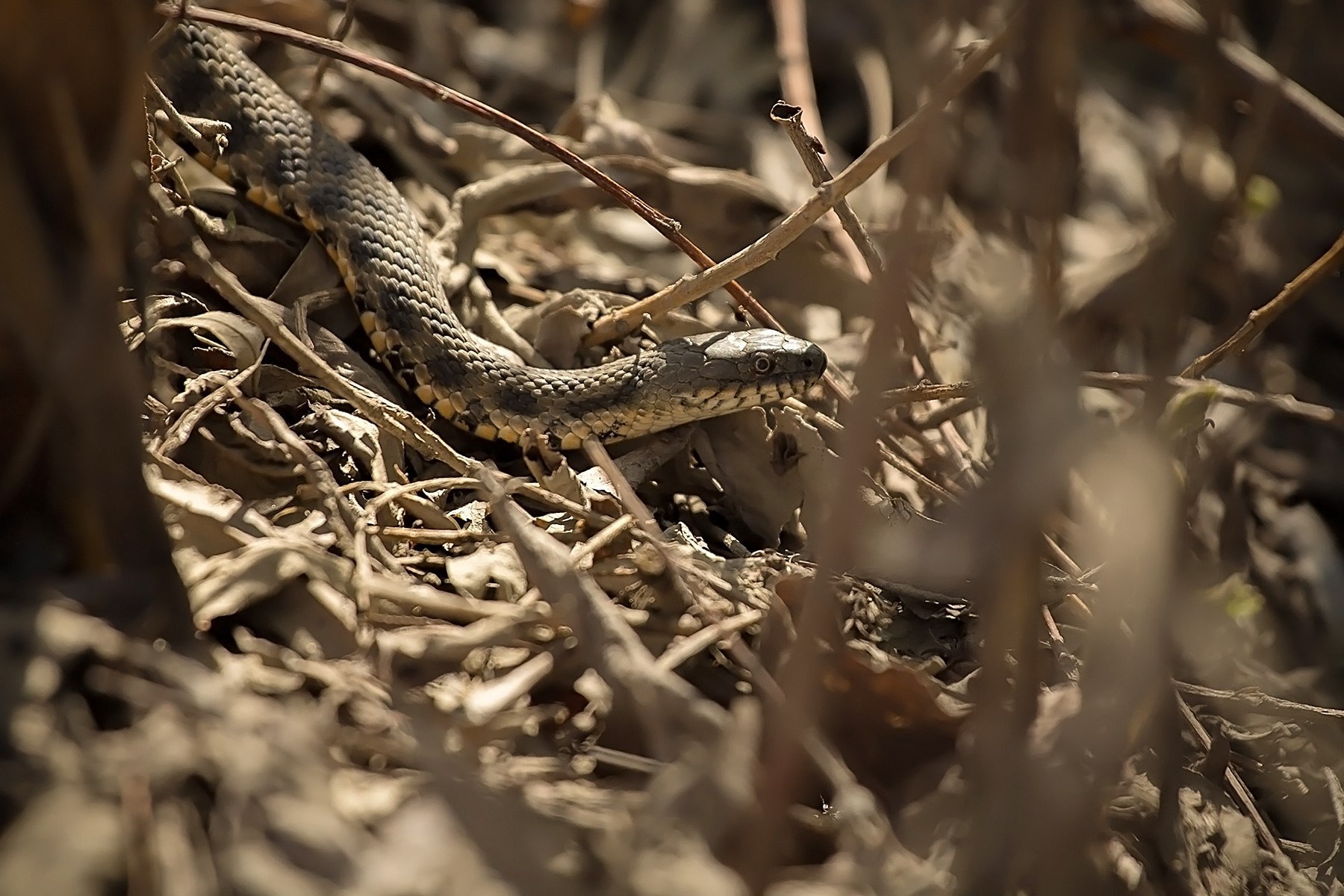 Полоз краснодарский край фото Водяной уж (Natrix tessellata) Дикий Юг