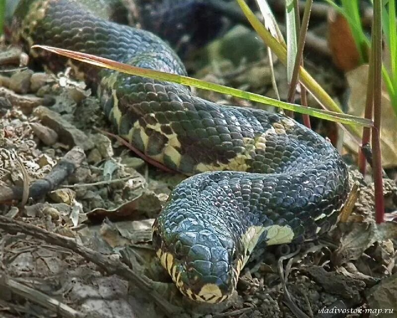 Полоз приморский край фото Самые большие змеи просыпающиеся в мае ползают среди прекрасных цветов. РУССКИЙ 