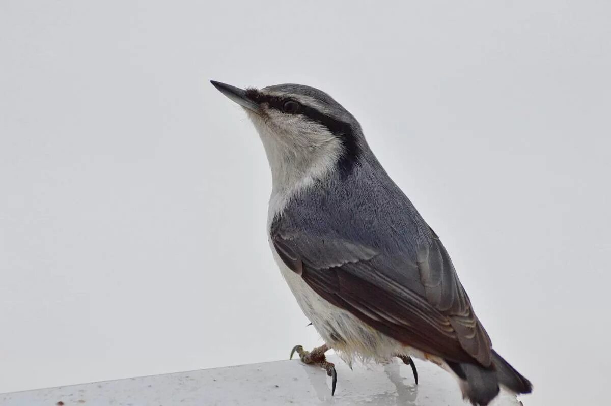 Полоз птица фото Eurasian Nuthatch (Sitta europaea). Birds of Siberia.