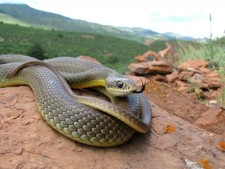 Полоз в крыму фото Snakes of Colorado Snake, Reptile snakes, Beautiful snakes