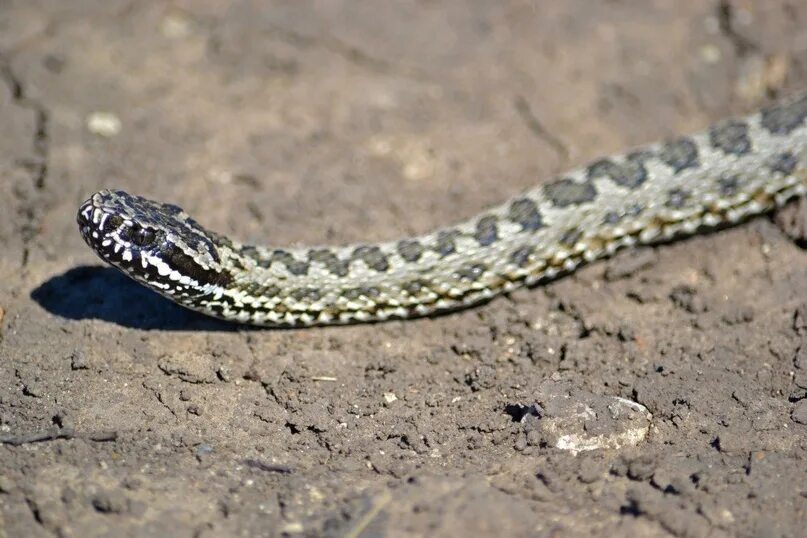 Полоз волгоградской области фото и описание Some representatives of the fauna of the Saratov region. Please take care of her