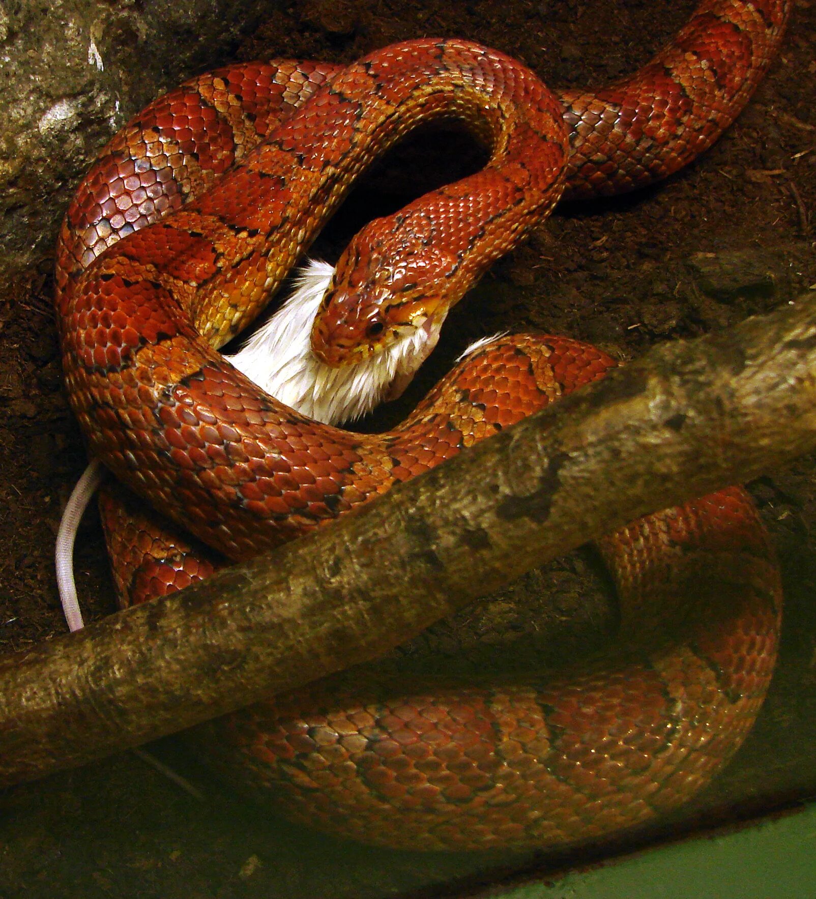 Полоз змея фото File:Pantherophis guttatus Ile aux Serpents 14 11 08 03.jpg - Wikimedia Commons