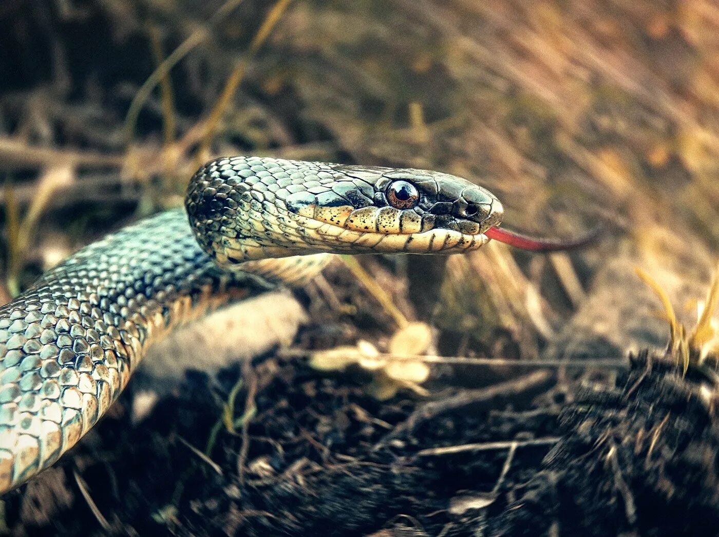 Полоз змея фото саратовская область Полоз в стойке.. Photographer Igor Zhabskij