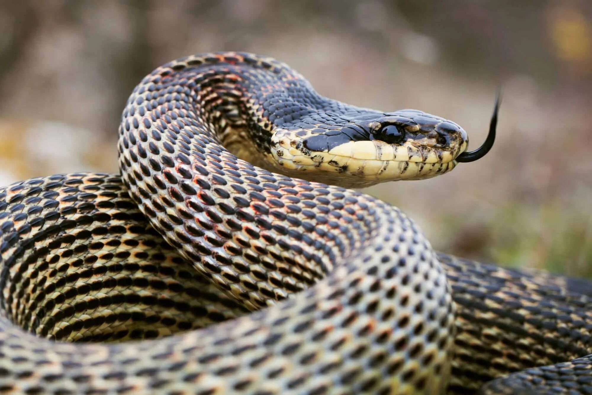 Полоз змея ставропольский край фото Snakes and other beasts: A "How-to" chat with wildlife photographer Marius Iancu