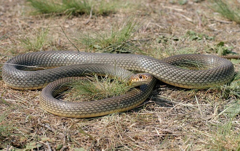 Полоз змея ставропольский край фото Внимание! Не убивайте змей! - Государственный комитет по экологической политике 