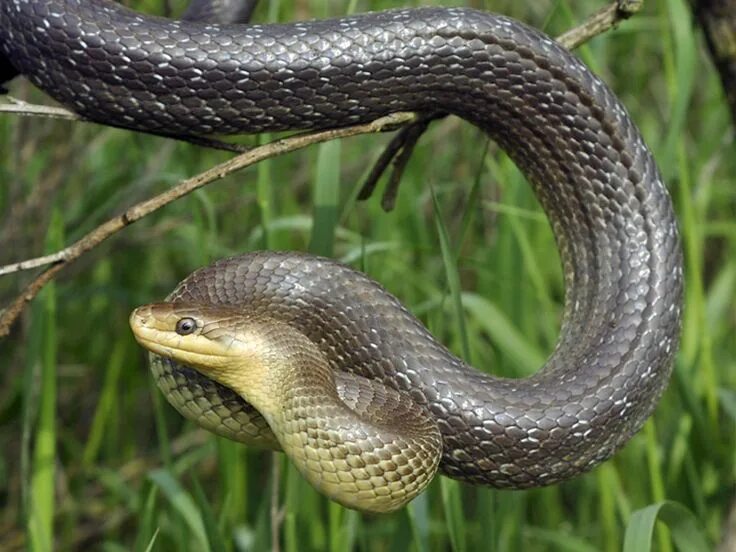 Полоз змея ставропольский край фото Aesculapian Snakes Snake, Snake breeds, Reptiles and amphibians