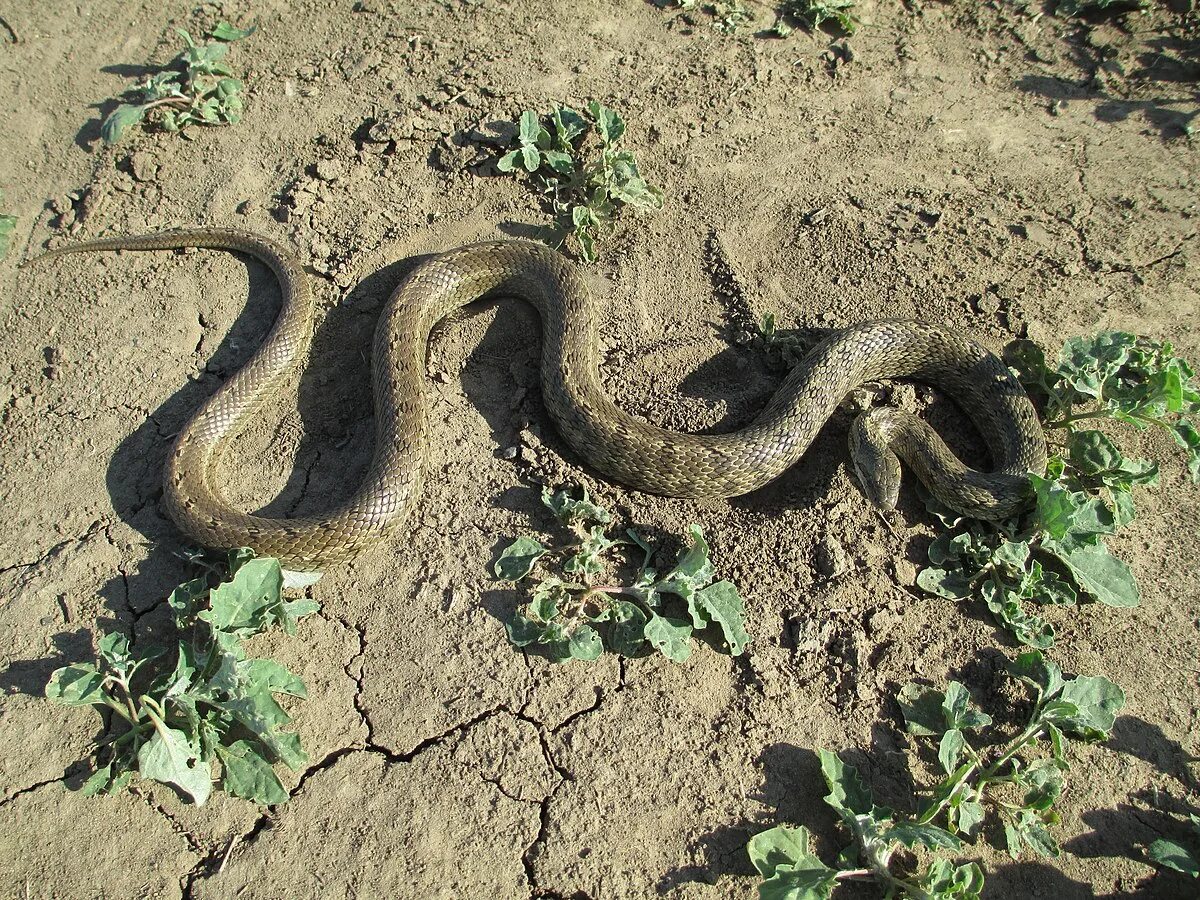 Полозы волгоградской области фото Файл:Elaphe dione on soil.JPG - Википедия