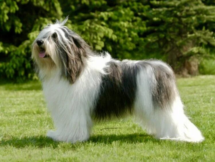 Польская низинная овчарка фото Polish Lowland Sheepdog Honden