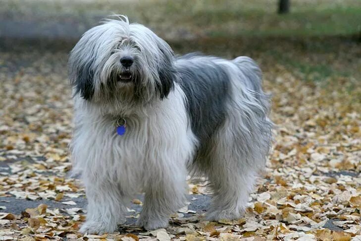 Польская низинная овчарка фото Polish Lowland Sheepdog Polish lowland sheepdog, Sheepdog, Dog breeds